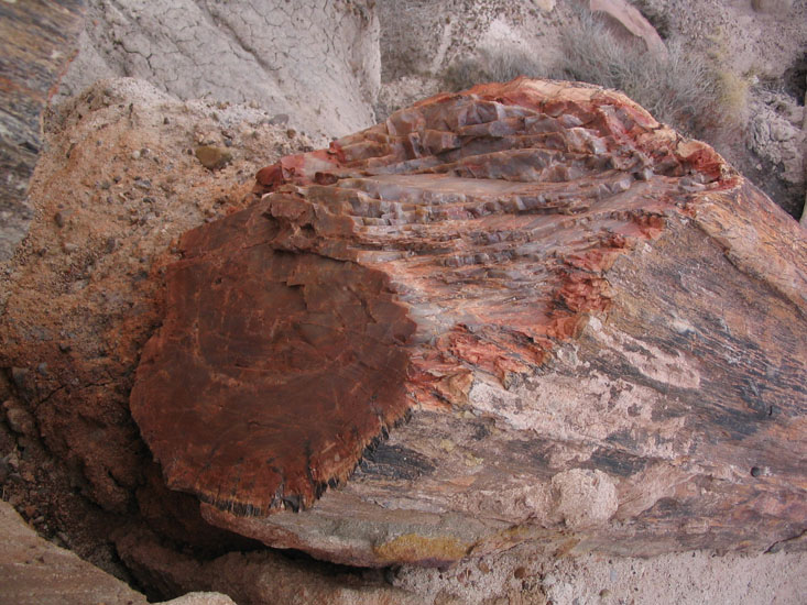petrified log