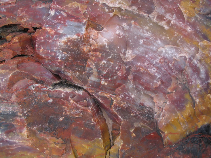 petrified log