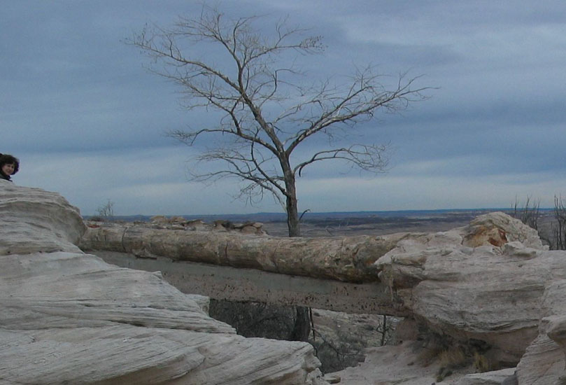 Petrified Forest NP
