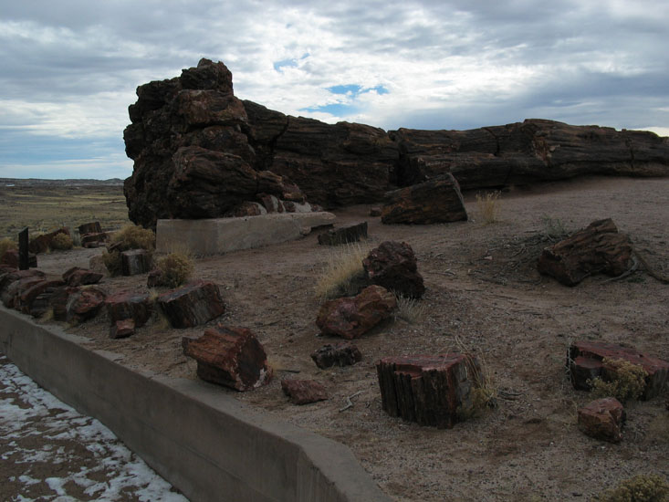 petrified tree