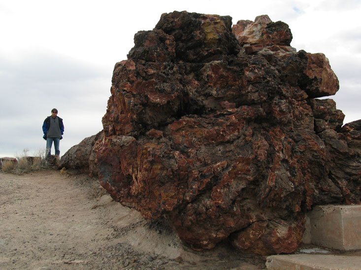 petrified tree