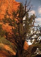 AZ04P3_0873