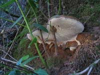 looking for mushrooms at skyline