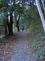 looking for mushrooms at skyline