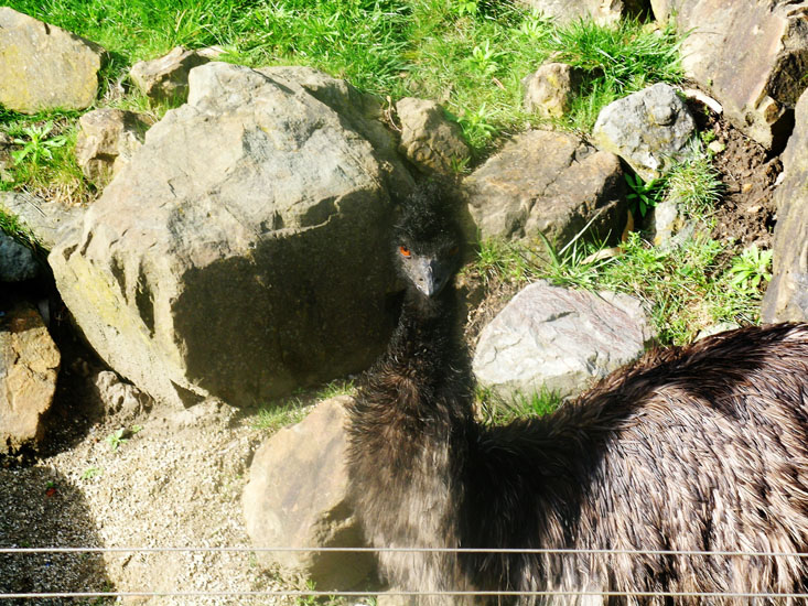 SF Zoo trip with babushka Anya