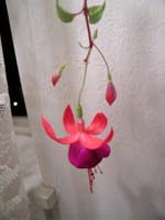 MAFN_0241