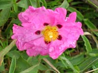 SMAM_0704.jpg<br>