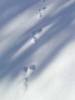 XCHV_0159